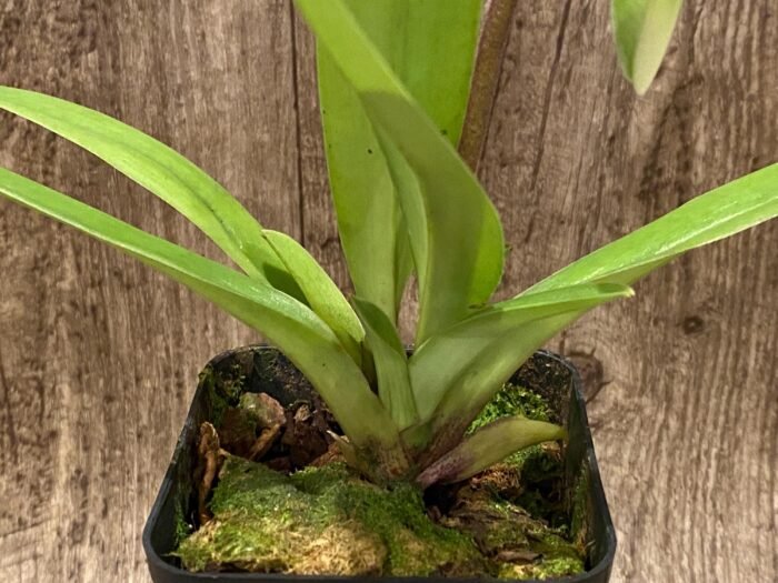 In Spike Paph. Big Island Green x Jeff Newman (3.5” pot) - Image 5