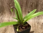 In Spike Paph. Big Island Green x Jeff Newman (3.5” pot) - Image 6