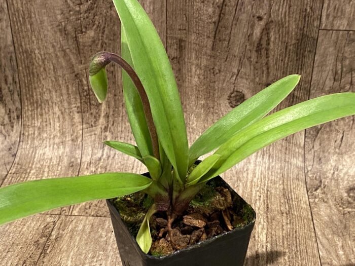 In Spike Paph. Big Island Green x Jeff Newman (3.5” pot) - Image 6