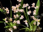 In Spikes Fragrant Mini Oncidium Misaki Twinkle Oby (3.5” Pot)
