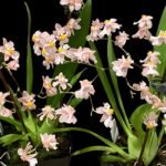 In Spikes Fragrant Mini Oncidium Misaki Twinkle Oby (3.5” Pot)