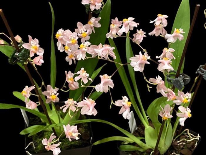 In Spikes Fragrant Mini Oncidium Misaki Twinkle Oby (3.5” Pot) - Image 1