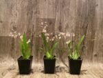 In Spikes Fragrant Mini Oncidium Misaki Twinkle Oby (3.5” Pot) - Image 4