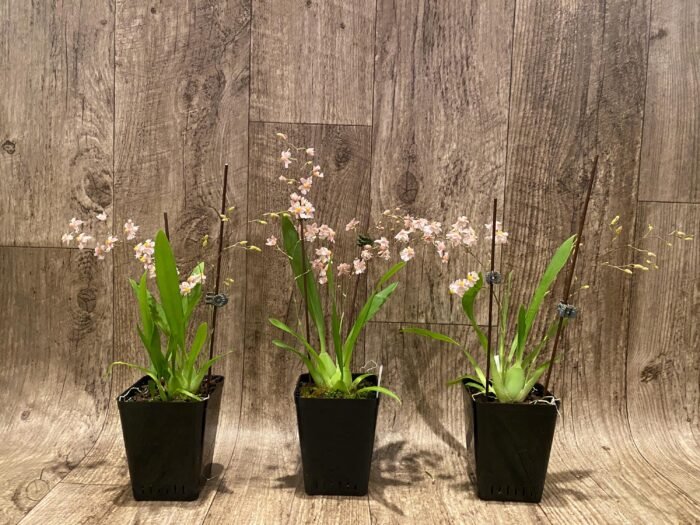In Spikes Fragrant Mini Oncidium Misaki Twinkle Oby (3.5” Pot) - Image 4