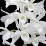 Fragrant - Dendrobium anosmum ‘super white’ (4” pot)