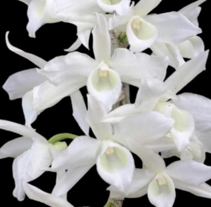 Fragrant - Dendrobium anosmum ‘super white’ (4” pot) - Image 1