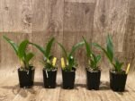 Ctna. Why Not ‘Red’ (C. aurantiaca x Bro. sanguinea) (2” Pot) - Image 4