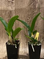 Ctna. Why Not ‘Red’ (C. aurantiaca x Bro. sanguinea) (2” Pot) - Image 6