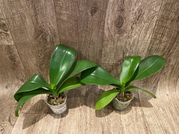 Phalaenopsis I-Hsin Oscar "G078" (3.5” Pot) - Image 4