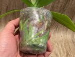 Phalaenopsis I-Hsin Oscar "G078" (3.5” Pot) - Image 8