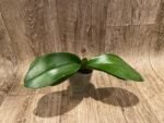 Phalaenopsis Dtps I-Hsin Confetio (3.5" pot) - Image 4