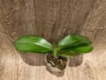 Phalaenopsis Dtps I-Hsin Confetio (3.5" pot) - Image 5