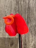 Rare Anthurium scherzerianum Dark Red (4.5” pot)