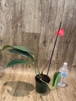 Rare Anthurium scherzerianum Dark Red (4.5” pot) - Image 3