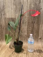 Rare Anthurium scherzerianum Dark Red (4.5” pot) - Image 6