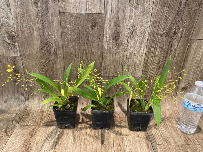 In Spikes Oncidium Twinkle ‘Yellow Sunlight’ (3.5” Pot) - Image 3
