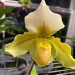 Paph. Big Island Green x Jeff Newman