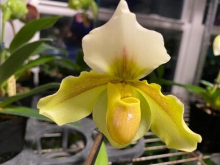 In Spike Paph. Big Island Green x Jeff Newman (3.5” pot)