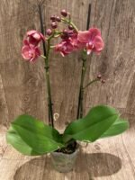 Double Spikes Phalaenopsis Large I-Hsin Fantasist ‘Peloric’ (3.5" pot) - Image 3