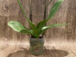 Double Spikes Phalaenopsis Large I-Hsin Fantasist ‘Peloric’ (3.5" pot) - Image 5