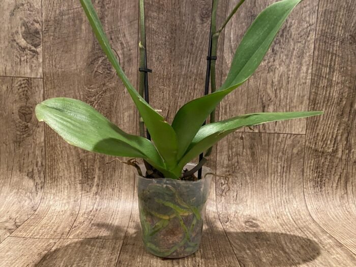 Double Spikes Phalaenopsis Large I-Hsin Fantasist ‘Peloric’ (3.5" pot) - Image 5