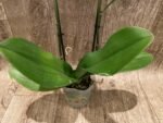 Double Spikes Phalaenopsis Large I-Hsin Fantasist ‘Peloric’ (3.5" pot) - Image 6