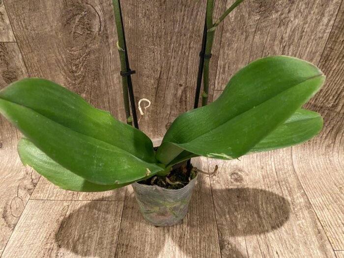 Double Spikes Phalaenopsis Large I-Hsin Fantasist ‘Peloric’ (3.5" pot) - Image 6