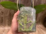 Double Spikes Phalaenopsis Large I-Hsin Fantasist ‘Peloric’ (3.5" pot) - Image 7