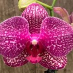 Double Spikes Phalaenopsis I-Hsin Red Magpie (4.5" pot)