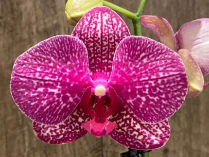 Double Spikes Phalaenopsis I-Hsin Red Magpie (4.5" pot)