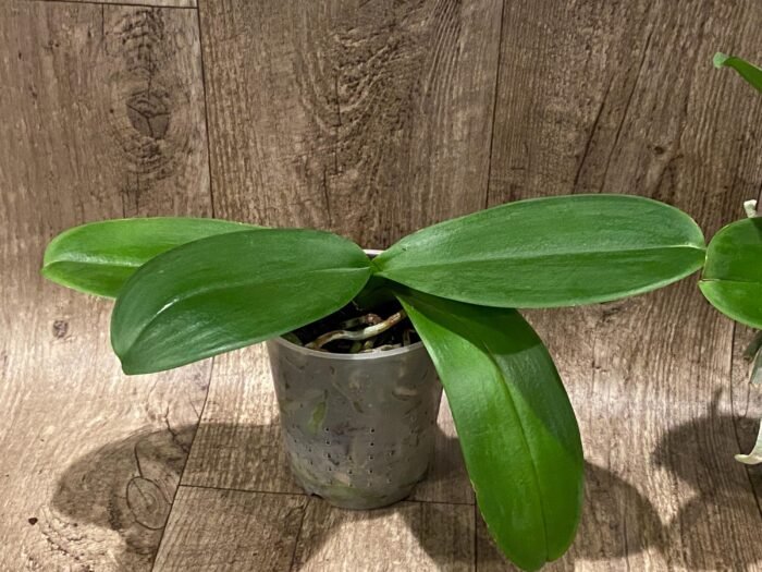 Phalaenopsis OX Firebird (4" pot) - Image 7