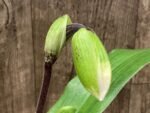 In Spike Paph. Hilo Girl 'Mt. View' × Paph. Jenna Marie 'Sparkle' AM/AOS (3.5” pot)