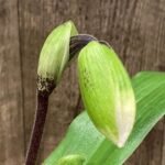 In Spike Paph. Hilo Girl 'Mt. View' × Paph. Jenna Marie 'Sparkle' AM/AOS (3.5” pot)