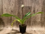 In Spike Paph. Yellow Leopard 'The King’ x Paph. Jaeger 'Bold Spots' (3.5” pot) - Image 2