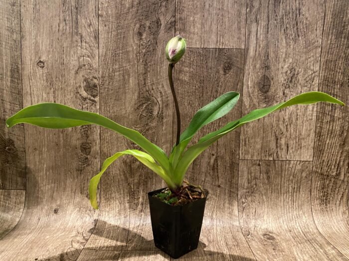 In Spike Paph. Yellow Leopard 'The King’ x Paph. Jaeger 'Bold Spots' (3.5” pot) - Image 2