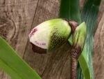 In Spike Paph. Country Music 'Isshiki' × Paph. Mesmerized 'Royal Phantom'(3.5” pot)