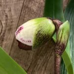 In Spike Paph. Country Music 'Isshiki' × Paph. Mesmerized 'Royal Phantom'(3.5” pot)