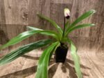 In Spike Paph. Country Music 'Isshiki' × Paph. Mesmerized 'Royal Phantom'(3.5” pot) - Image 2