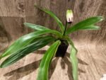 In Spike Paph. Country Music 'Isshiki' × Paph. Mesmerized 'Royal Phantom'(3.5” pot) - Image 3