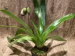 In Spike Paph. Country Music 'Isshiki' × Paph. Mesmerized 'Royal Phantom'(3.5” pot) - Image 4