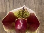 In Spike Paph. Pacific Spots '300' × Paph. Royal Eagle 'Perfection' AM/AOS (3.5” pot)