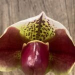 In Spike Paph. Pacific Spots '300' × Paph. Royal Eagle 'Perfection' AM/AOS (3.5” pot)