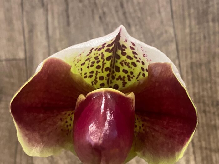 In Spike Paph. Pacific Spots '300' × Paph. Royal Eagle 'Perfection' AM/AOS (3.5” pot) - Image 1