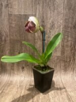 In Spike Paph. Pacific Spots '300' × Paph. Royal Eagle 'Perfection' AM/AOS (3.5” pot) - Image 2