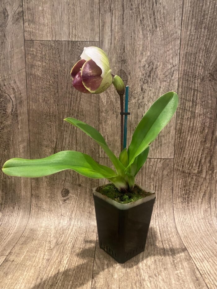 In Spike Paph. Pacific Spots '300' × Paph. Royal Eagle 'Perfection' AM/AOS (3.5” pot) - Image 2