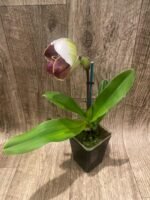 In Spike Paph. Pacific Spots '300' × Paph. Royal Eagle 'Perfection' AM/AOS (3.5” pot) - Image 3