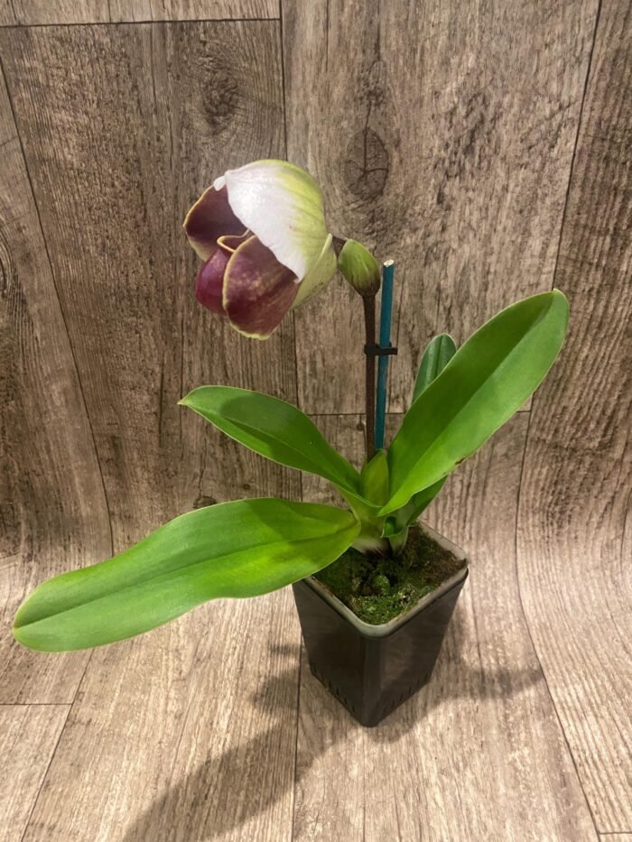 In Spike Paph. Pacific Spots '300' × Paph. Royal Eagle 'Perfection' AM/AOS (3.5” pot) - Image 3