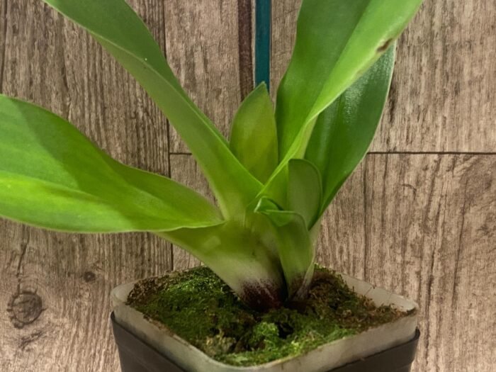 In Spike Paph. Pacific Spots '300' × Paph. Royal Eagle 'Perfection' AM/AOS (3.5” pot) - Image 4
