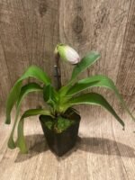 In Spike Paph. Star Power 'Diva Maria' x Paph. Aladdin 'Masterpiece' AM/AOS (3.5” pot) - Image 3