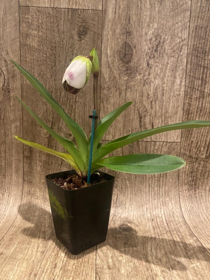 In Spike Paph. Winston Churchill 'Indomitable' fcc/aos x Paph. Aladdin 'Masterpiece' AM/AOS (3.5' pot) - Image 2
